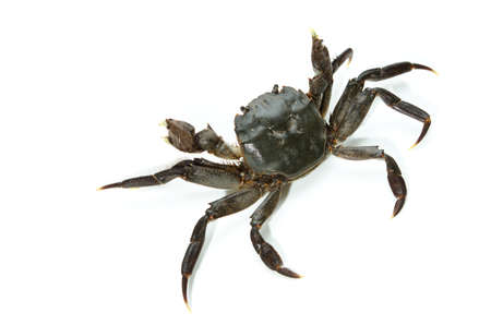 mitten crabの写真素材
