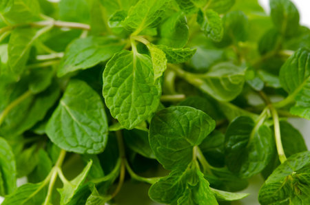 Peppermint
