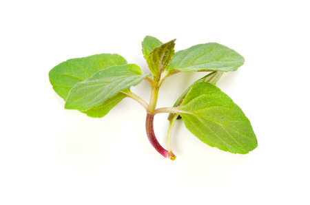 Spearmint