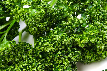 curly parsleyの写真素材