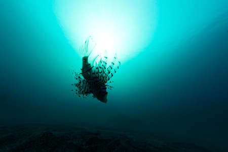 lionfishの写真素材