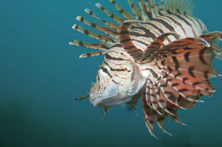 lionfishの写真素材