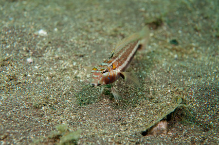 harlequin sandsmelt