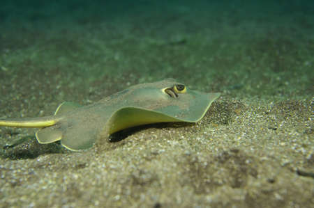 stingrayの写真素材