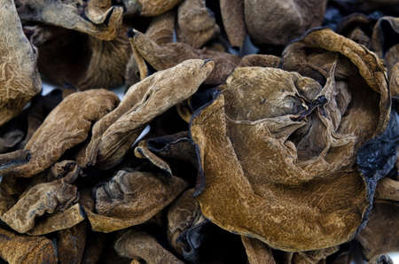 black fungusの写真素材