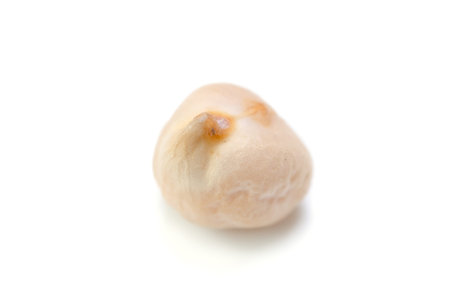 chickpea