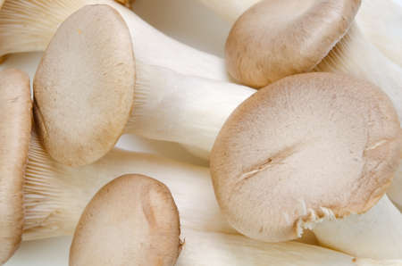 king trumpet mushroomの写真素材