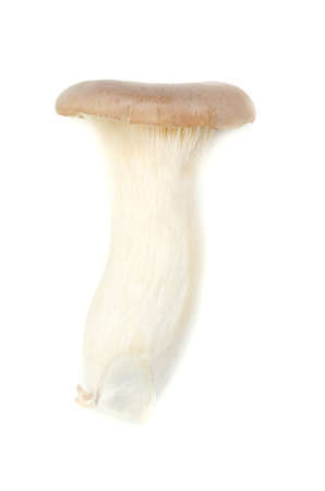 king trumpet mushroomの写真素材