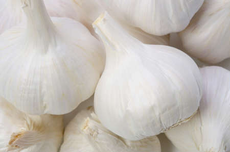 garlicの写真素材