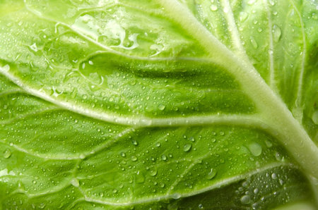 cabbageの写真素材