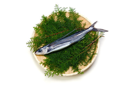 coast flying fish