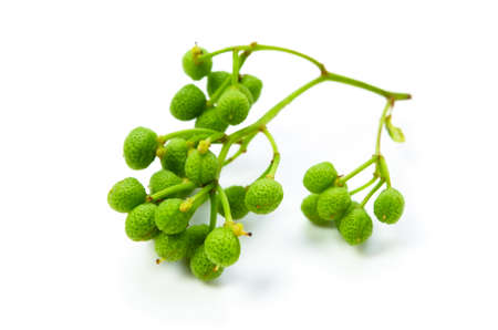 japanese pepperの写真素材