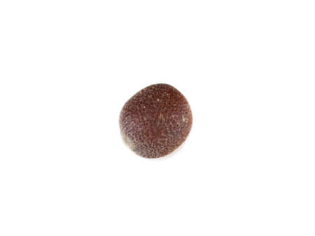 brown mustardの写真素材