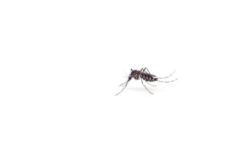 tiger mosquito 
の写真素材