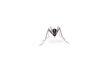 tiger mosquito の写真素材