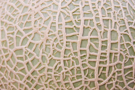 melonの写真素材