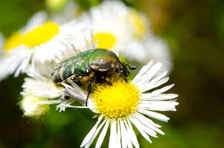 flower chaferの写真素材