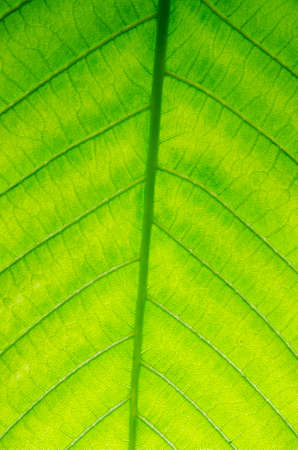 japanese bigleaf magnoliaの写真素材