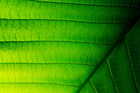japanese bigleaf magnoliaの写真素材