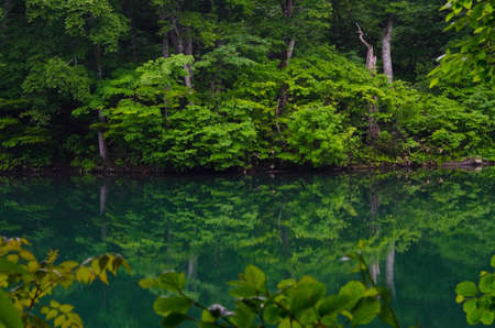 lake in beech forestの写真素材