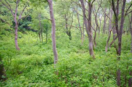 moor in highlandの写真素材