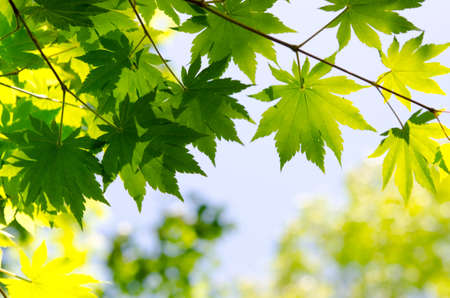 maple leafの写真素材