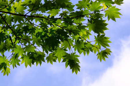 maple leaf
