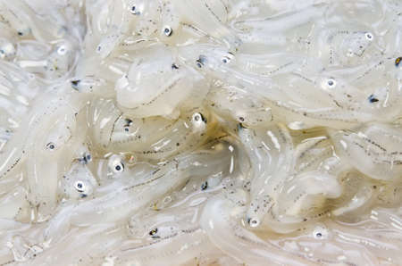 whitebaitの写真素材