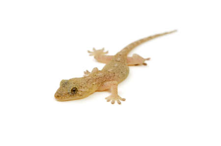 japanese gecko
の写真素材