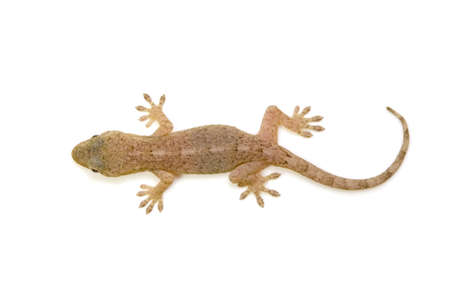 japanese gecko
の写真素材