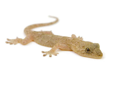 japanese gecko
の写真素材
