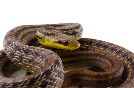 Japanese striped snakeの写真素材