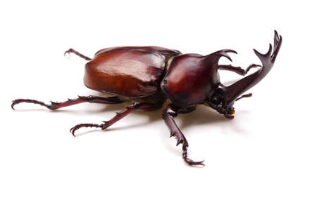 Japanese rhinoceros beetleの写真素材