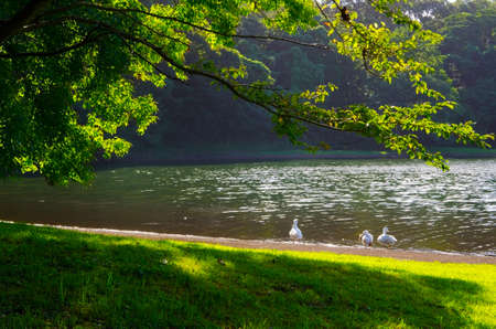 Lake Ippeki in Izu-Hakone National Park, Japan.の写真素材
