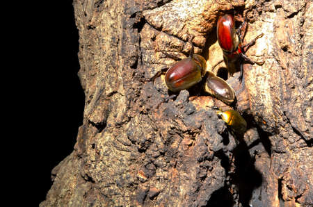 japanese rhinoceros beetle and stag beetleの写真素材