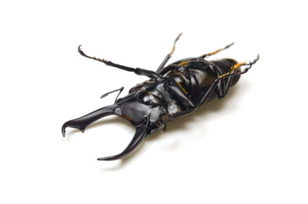 Dorcus rectus