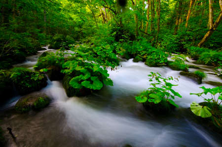The oirasekeiryuu stream, Towada-Hachimantai National Park, Japan.の写真素材
