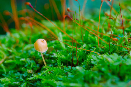 moss and mushroomの写真素材