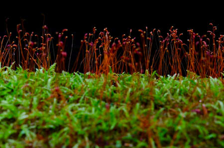 mossの写真素材