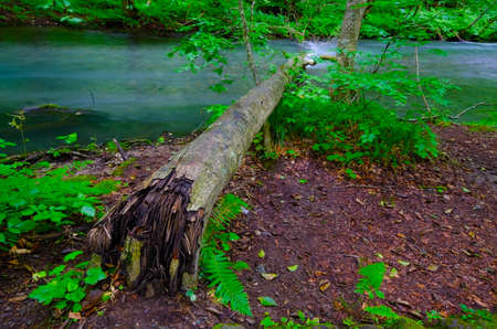 fallen treeの写真素材