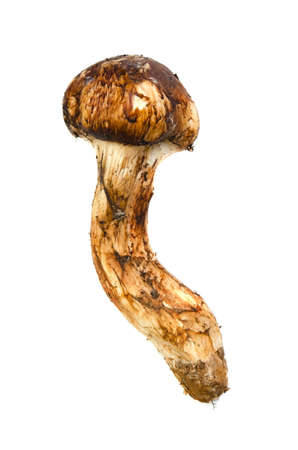 matsutake mushroomの写真素材
