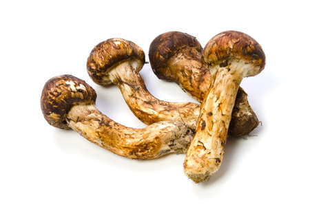 matsutake mushroomの写真素材