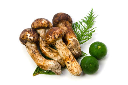 matsutake mushroomの写真素材