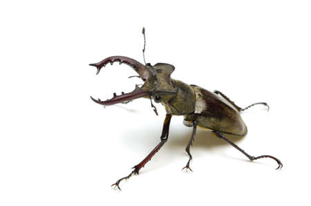 miyama stag beetleの写真素材
