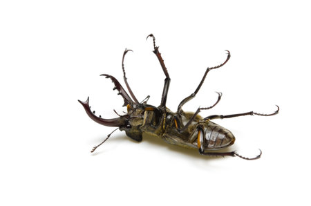 miyama stag beetle