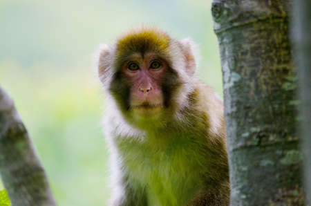 wild snow monkeyの写真素材