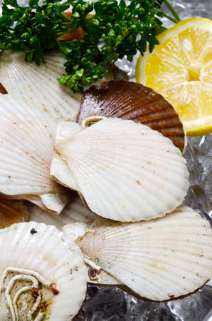 japanese scallopの写真素材