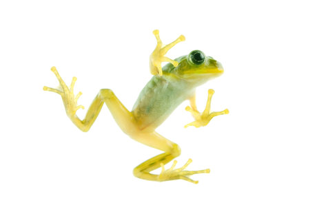 Schlegels green tree frog
