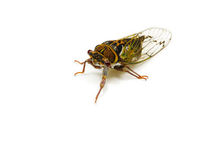 Animal series    japanese dog day cicada. 
の写真素材