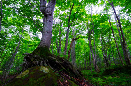 beech forest, Shirakami Sanchi , Japan.